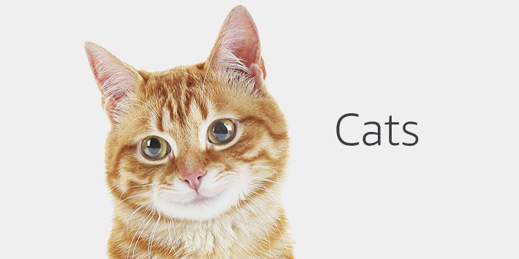 Handmade Cat Supplies