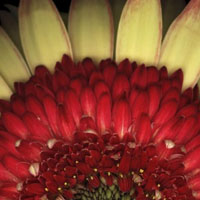 Toned Print Photography