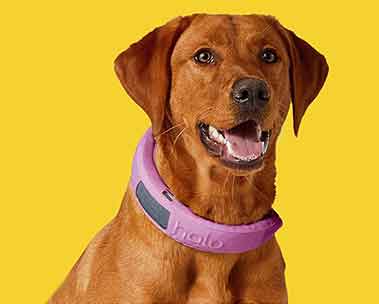 GPS fencing for dogs by Halo