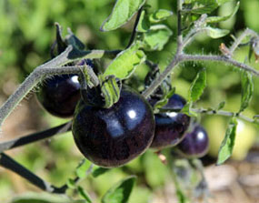 Black   Tomatoes