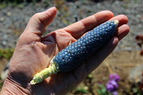 Blue   Jade Corn