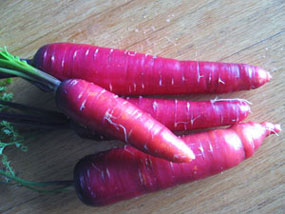 Purple   Carrots