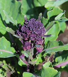 Purple   Sprouting Broccoli
