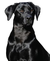 Wellness Core Black Laborador Retriever