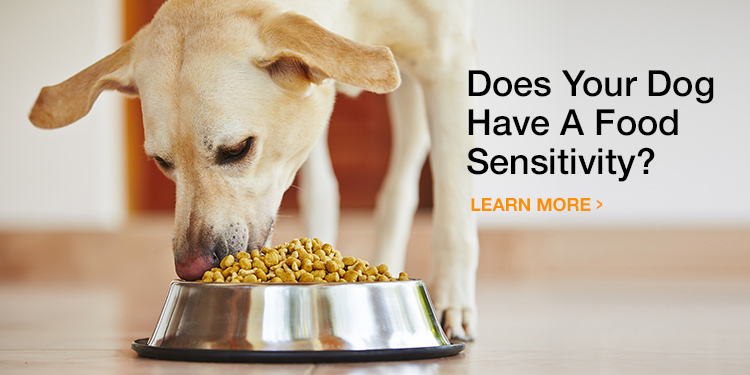 Does your dog have a food sensitivity?