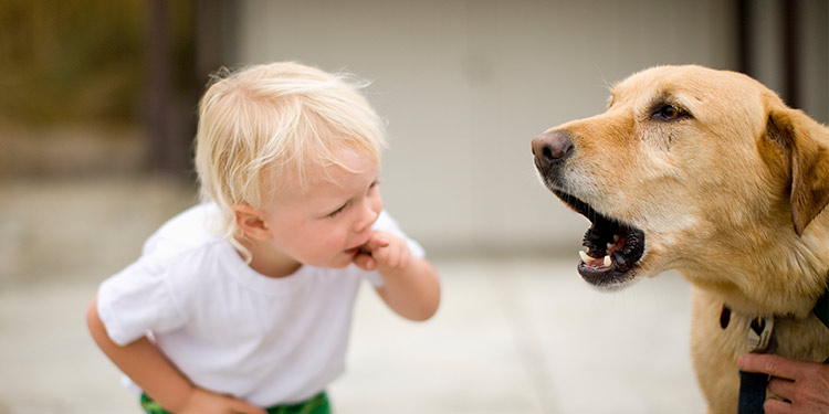 what to do when dog barks