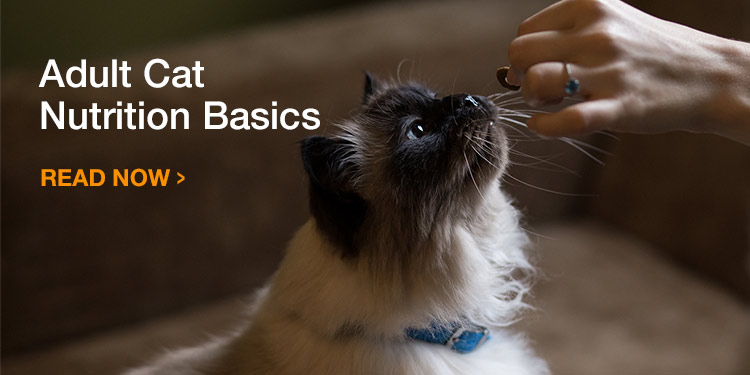 Adult Cat Nutrition Basics