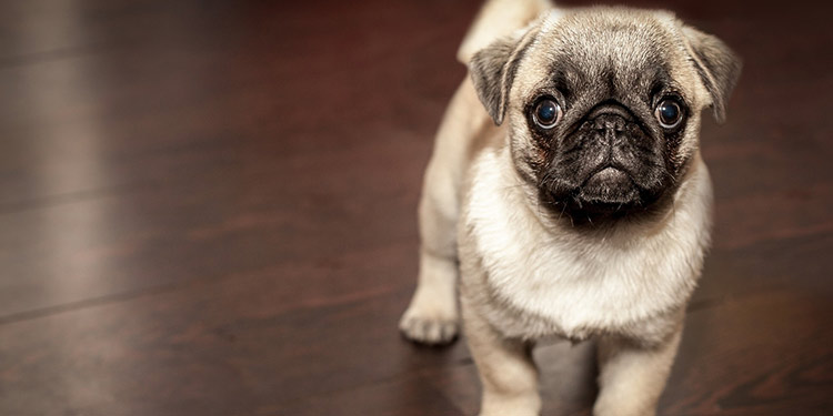 how to potty train a pug puppy