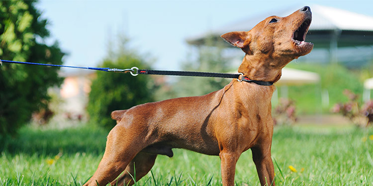 owner aggression in dogs