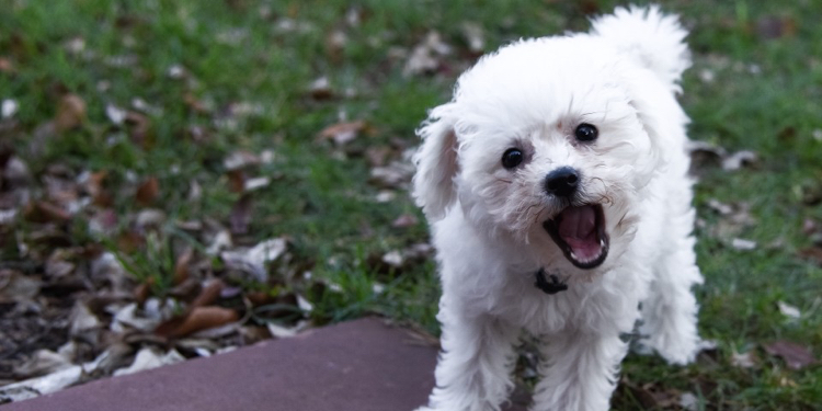 how to reduce barking