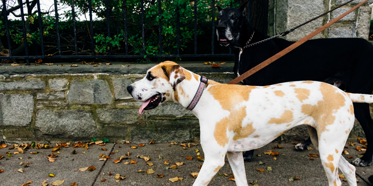 happy at heel harness amazon