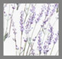 Lavender Print