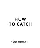 How to Catch
