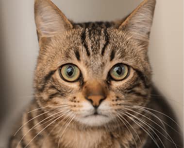 Celebrate National Pet Month