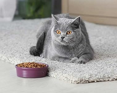 Shop for pets preventive care