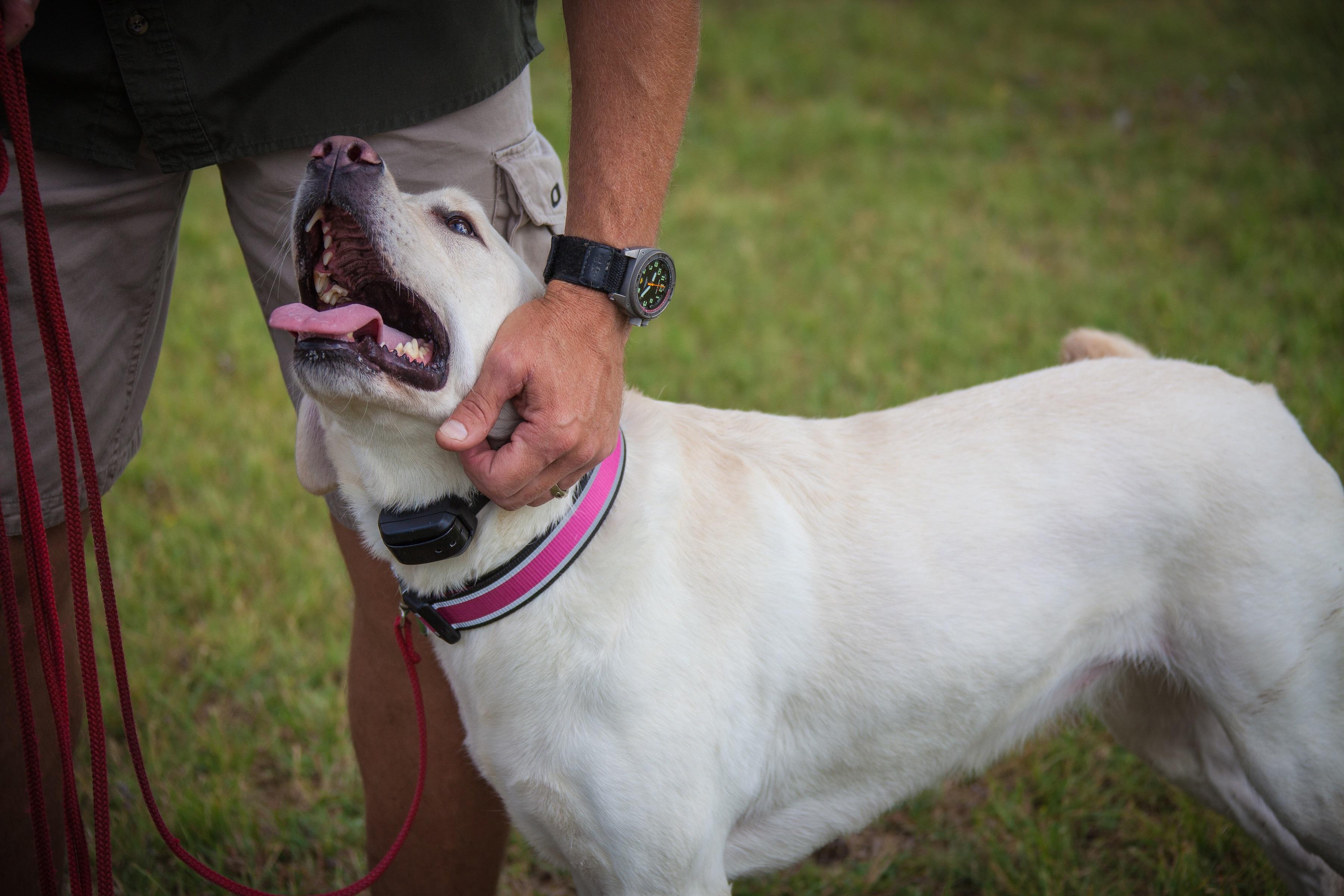 Garmin Delta Xc Bundle Dog Training Device חו ל לישראל אתר