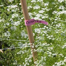 garden ties, gardening, staking, plant ties