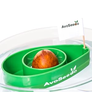 Amazon.com : AvoSeedo Bowl Grow Your Own Avocado Tree ...