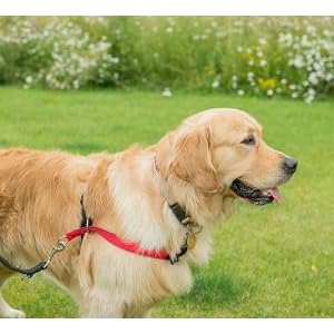 walkezee harness amazon