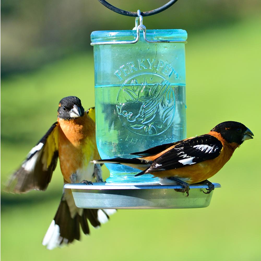 PerkyPet Mason Jar Wild Bird Waterer 783 Wild Bird