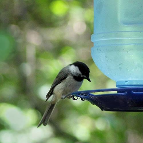 PerkyPet 780 Water Cooler Bird Waterer Garden & Outdoor