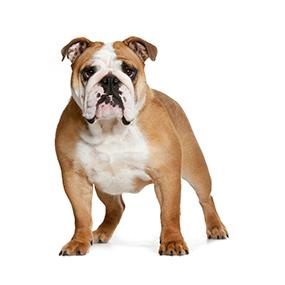 Amazon.com: Royal Canin Breed Health Nutrition Bulldog