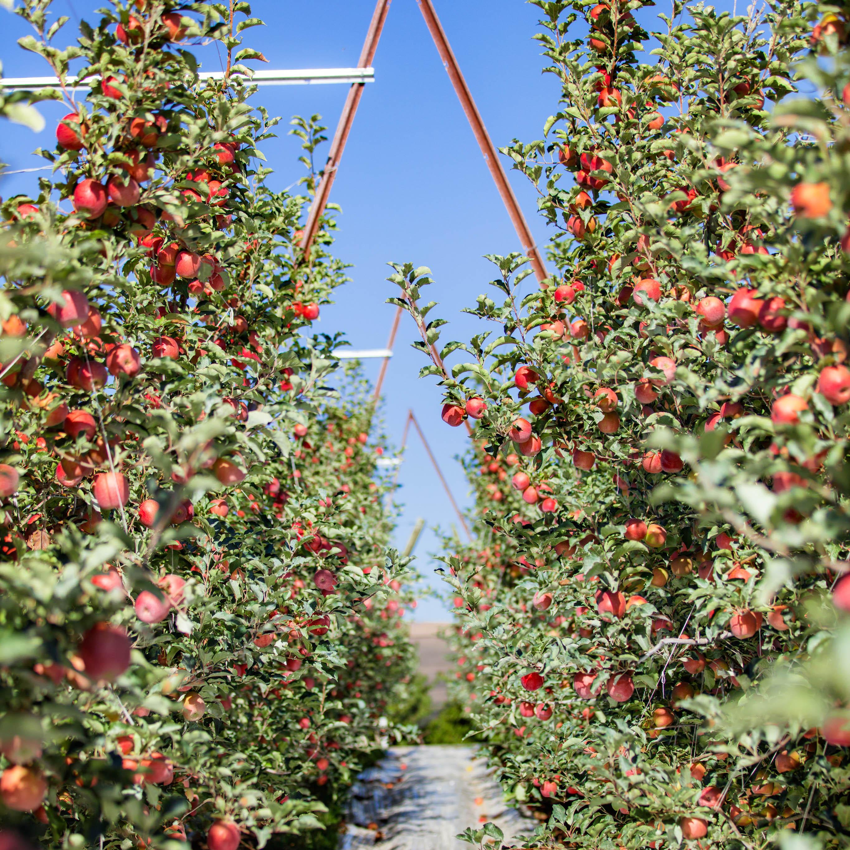 Rockit Apple, 7.5 oz(us) Grocery & Gourmet Food