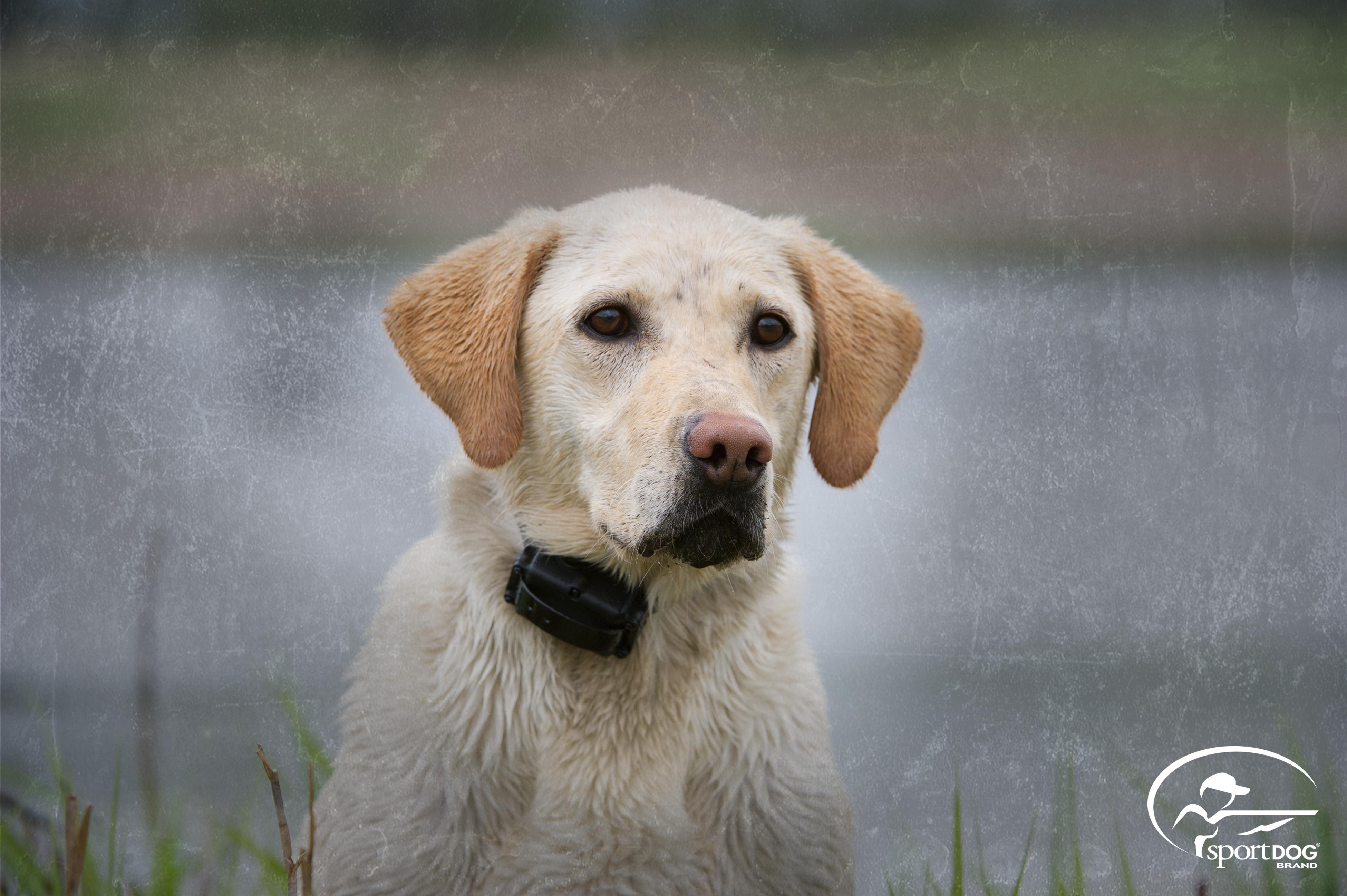 SportDOG Brand YardTrainer 350 Remote Trainer 300 Yard