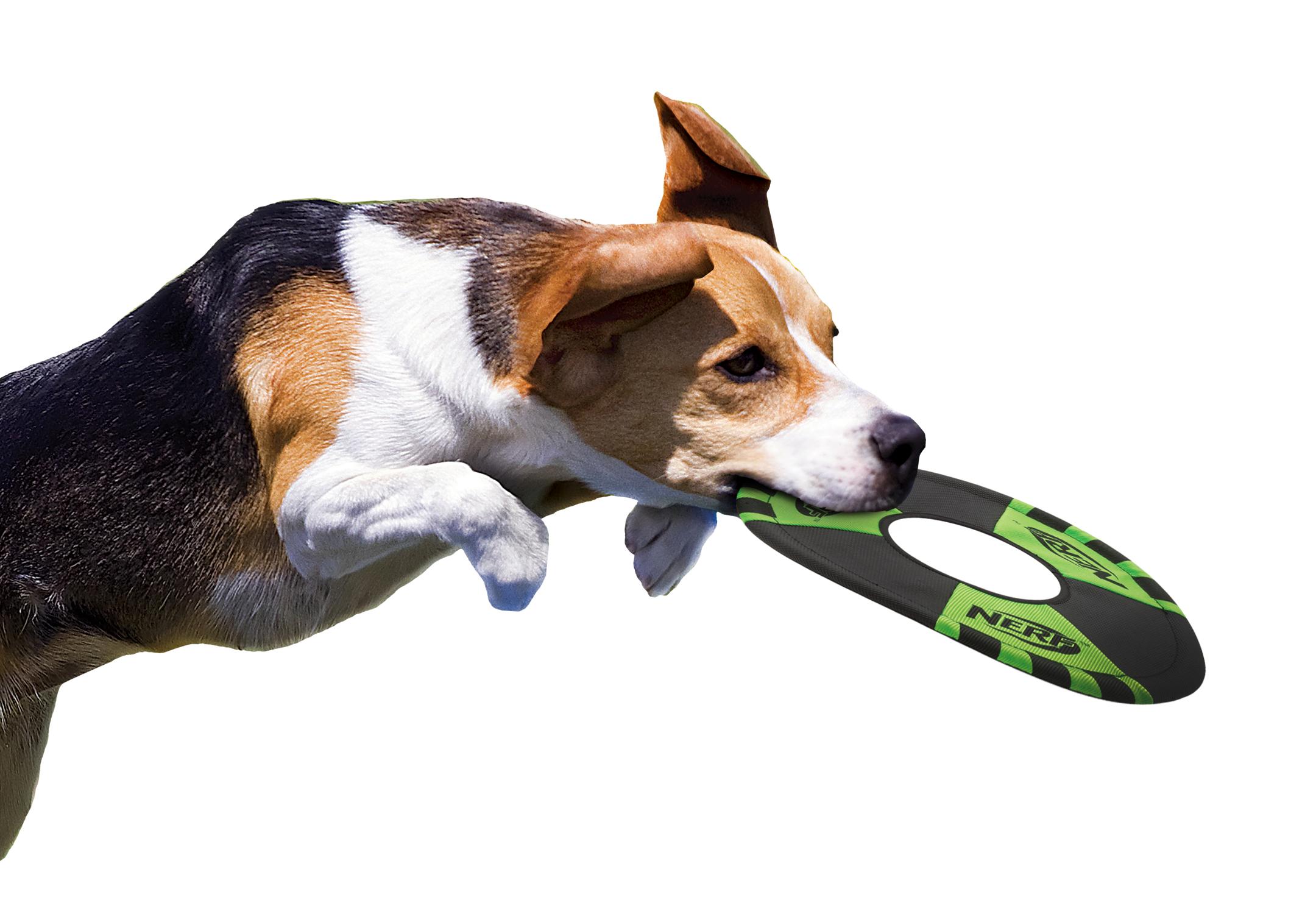 Nerf Dog Trackshot Toss and Tug Flying Ring Dog Toy