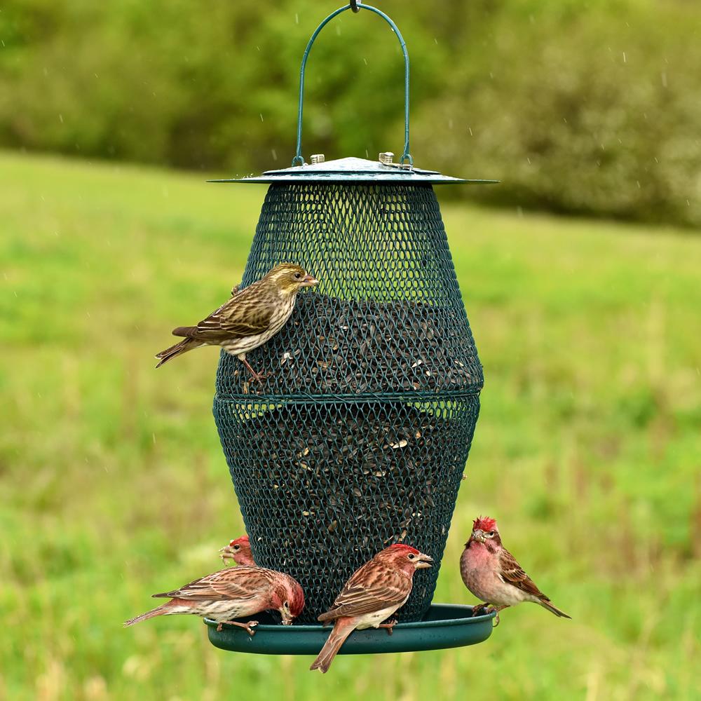 No/No Forest Green Lantern Bird Feeder GL00323 Pet Bird