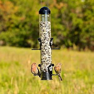 Amazon Com Perky Pet 386 Squirrel Shield Tube Feeder Wild Bird