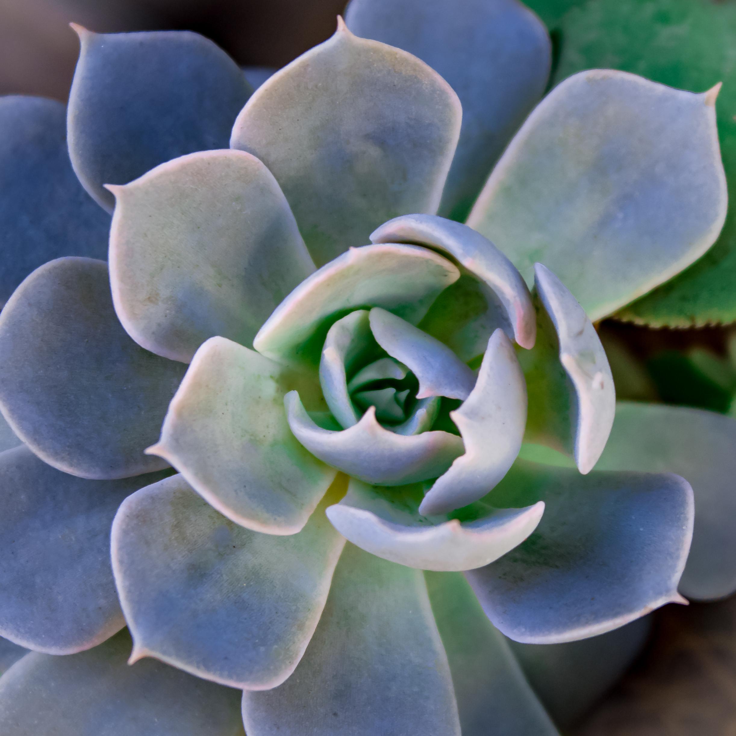 Fat Plants San Diego Small Succulent Cuttings Packages (50