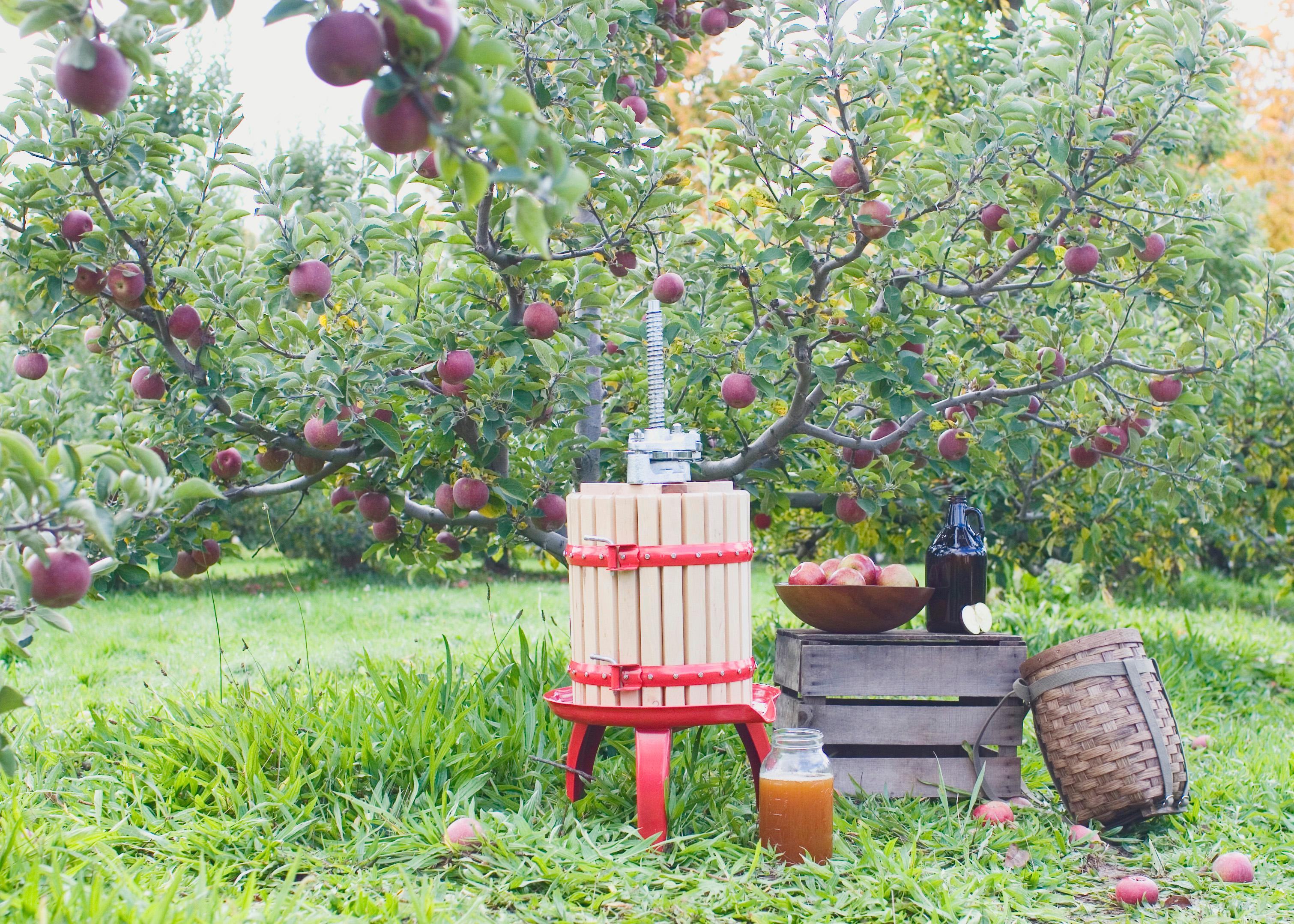 Weston Fruit and Wine Press (050101), 16 Quart Capacity