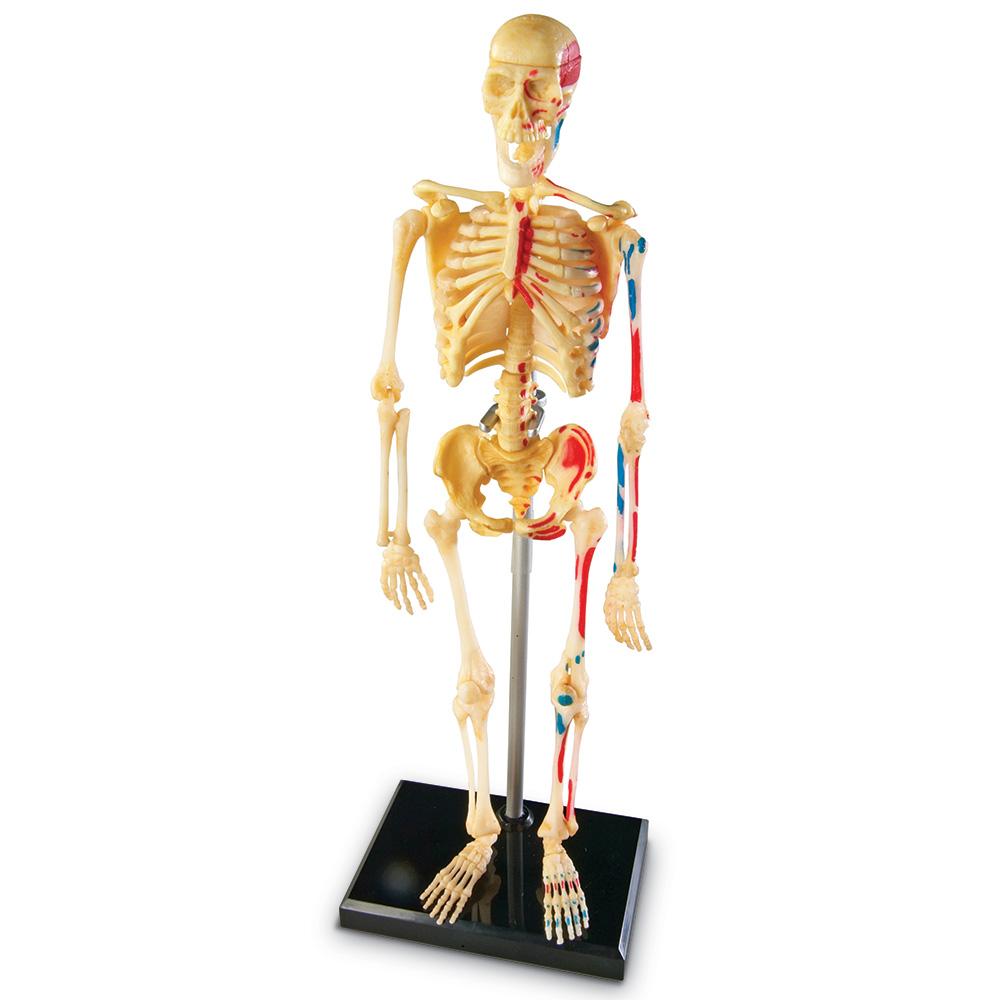 Learning Resources Skeleton Model Toys & Games