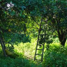 'SFUMATRICE' LEMON EXTRACTS