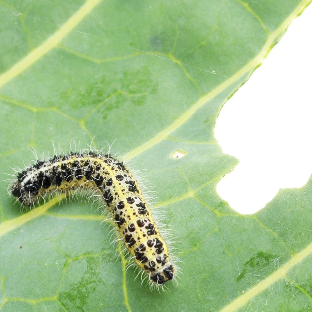 Safer Brand 5163 Caterpillar Killer II Concentrate, 16 oz