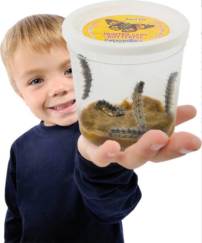 Insect Lore Live Butterfly Growing Kit Toy 5 Caterpillars