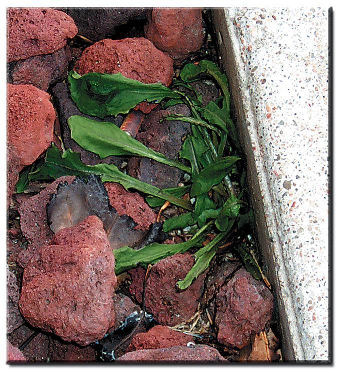 Red Dragon VT 132 C 25000 BTU Mini Weed Dragon Propane