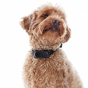 motorola dog shock collar