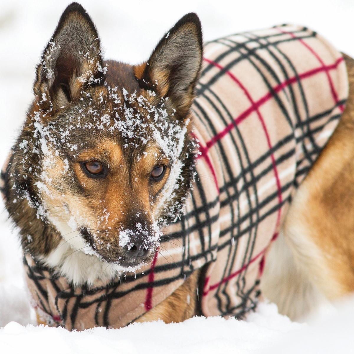 RC Pet Products Whistler Winter Wear V.2 Fleece Dog Coat