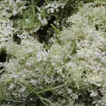 ELDERFLOWERS