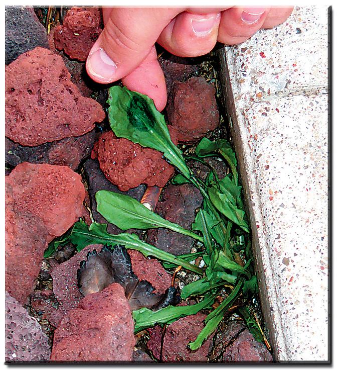 Red Dragon VT 132 C 25000 BTU Mini Weed Dragon Propane