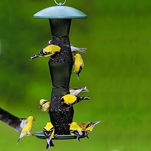 Amazon Com No No Green And Black Finch Feeder Gb5f00340 Wild