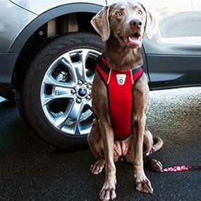 Vestharness brand for dogs Clearance