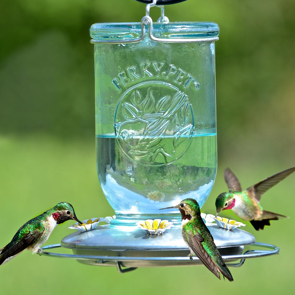 PerkyPet 785 Mason Jar Hummingbird Feeder Wild Bird