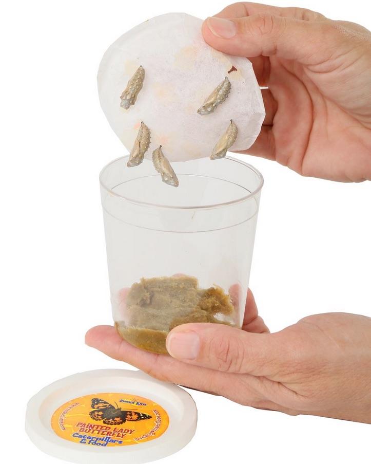 5 LIVE Caterpillars Cup of Caterpillars Butterfly Kit