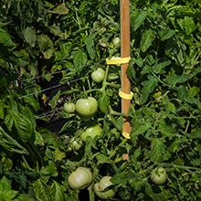garden ties, gardening, staking, plant ties