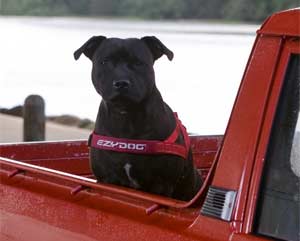 EzyDog Quick Fit Harness