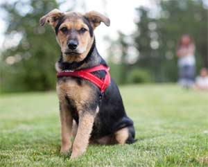 EzyDog Quick Fit Harness