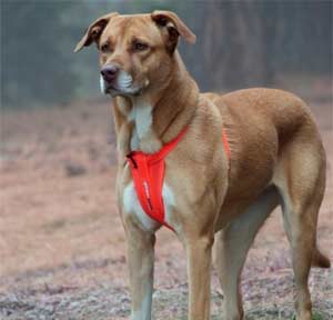 EzyDog Chest Plate Harness